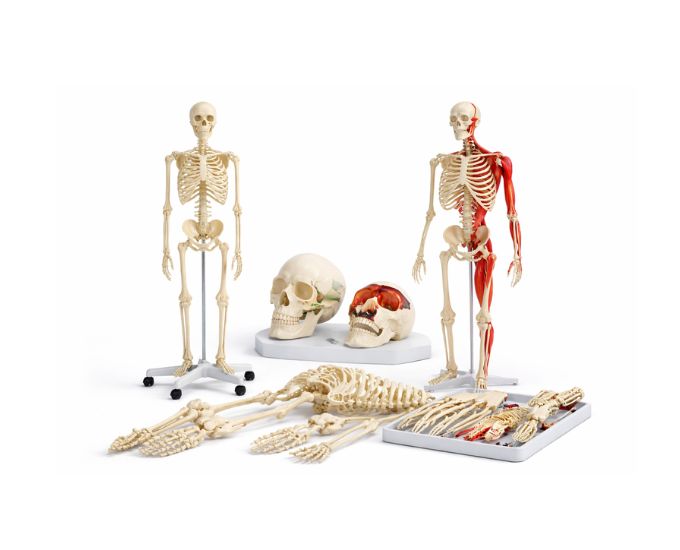 Human Skeleton And Joints