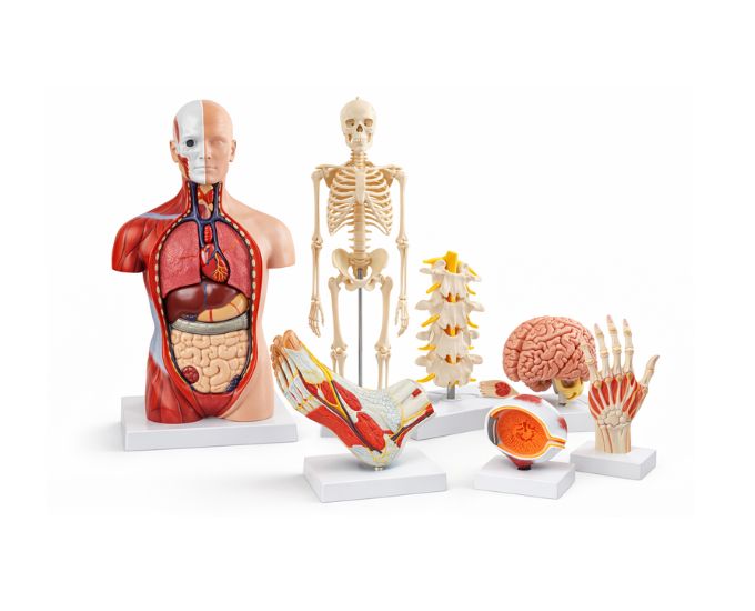 Anatomical Models